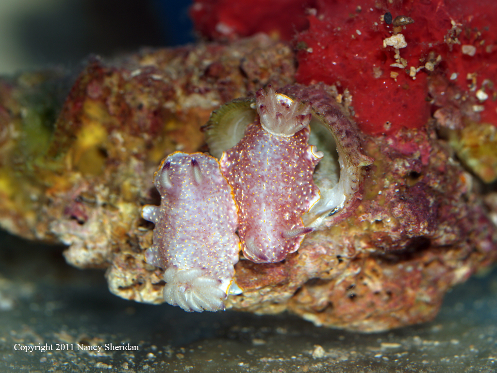 Chromodoris fentoni